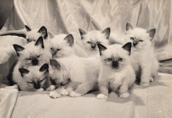 First Birman kittens born in UK